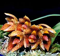 Bulbophyllum austroyunanense