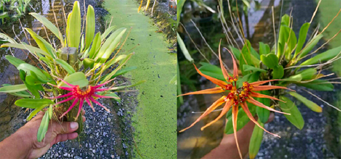Bulbophyllum hirundinis x curtisii