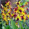 Dendrobium Gift By God '#72'