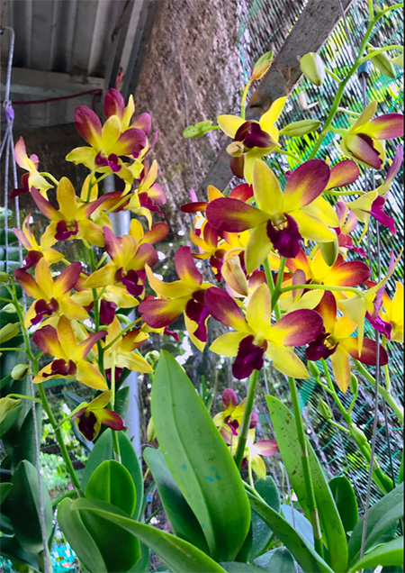 Dendrobium Gift By God '#72'