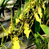 Brassidium Shooting Star