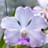 Papilionanda Lanlalin Fragrance