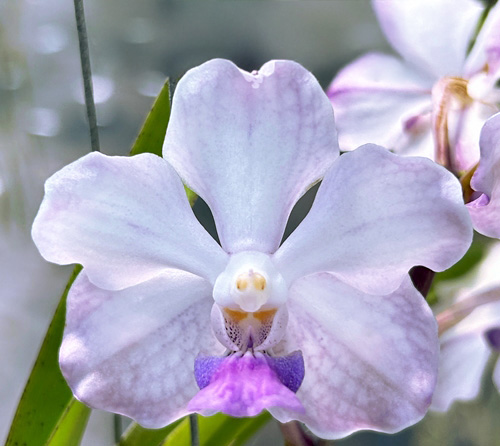 Papilionanda Lanlalin Fragrance
