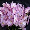 Ascocenda Pink '#486'
