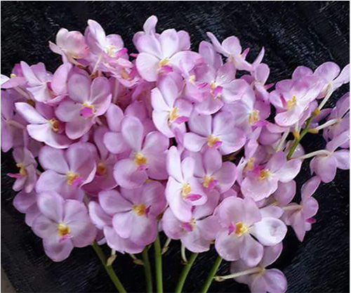 Ascocenda Pink '#486'
