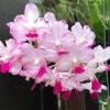 Vandachostylis Janice Allison