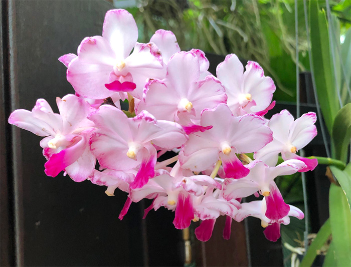 Vandachostylis Janice Allison