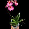 Tolumnia Jairak Rainbow ‘Strawberry’