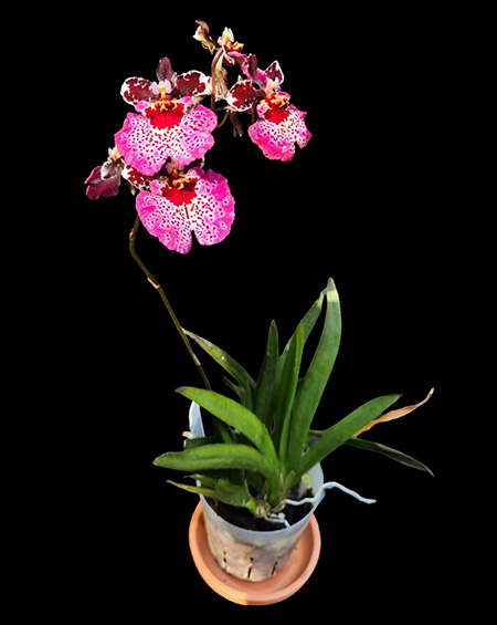 Tolumnia Jairak Rainbow ‘Strawberry’