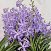 Mokara Jairak Blue