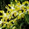 Dendrobium POF '#58' Yellow Fragrant
