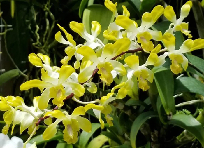 Dendrobium POF '#58' Yellow Fragrant