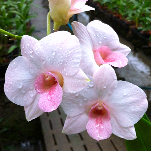 Dendrobium Jang-Kum 'Orange'