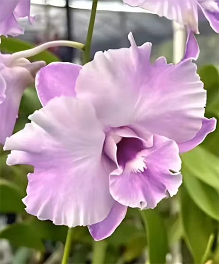 Dendrobium Tuesday Delight '808'