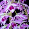 Dendrobium anosmum 'A Touch of Class'