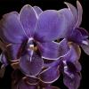 Dendrobium TG Blue