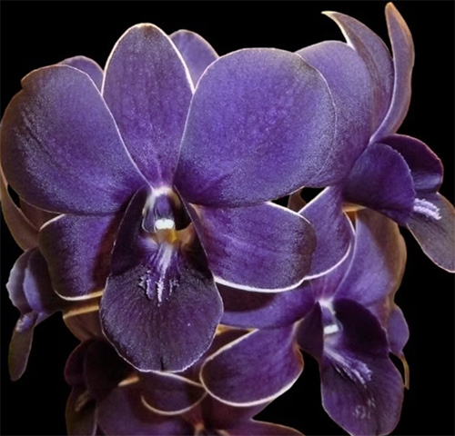 Dendrobium TG Blue