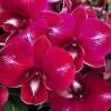 Dendrobium Thipawan Red