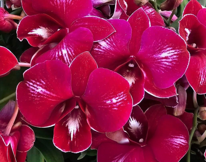 Dendrobium Thipawan Red