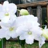 Dendrobium Sonia White