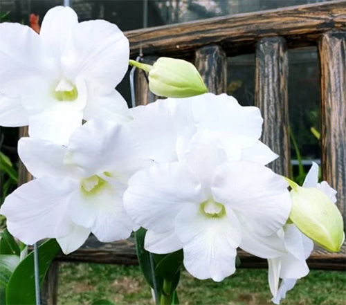 Dendrobium Sonia White