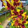 Dendrobium Thongchai Gold 'Three Lips'