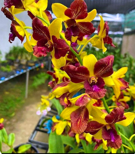 Dendrobium Thongchai Gold 'Three Lips'