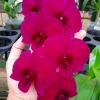 Dendrobium Red '#911'