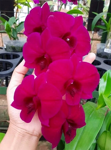 Dendrobium Red '#911'