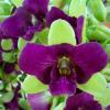 Dendrobium Purple Green 'Three Lips'