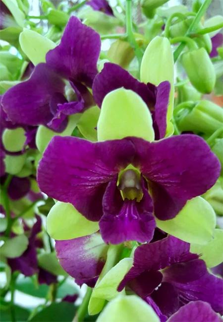 Dendrobium Purple Green 'Three Lips'