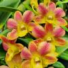 Dendrobium Morning Sun