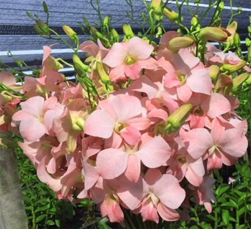 Dendrobium Mini Peach