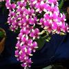 Dendrobium Micky Pinky