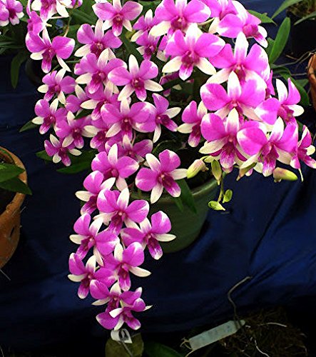 Dendrobium Micky Pinky