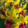 Dendrobium May Neal-Uraiwan