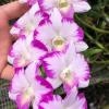 Dendrobium Splash Mutation