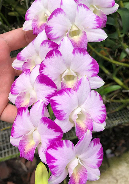 Dendrobium Splash Mutation