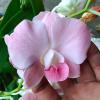 Dendrobium Orange