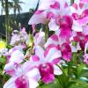 Dendrobium Hola Pink