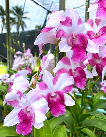Dendrobium Hola Pink