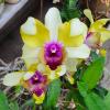 Dendrobium Star '#41'