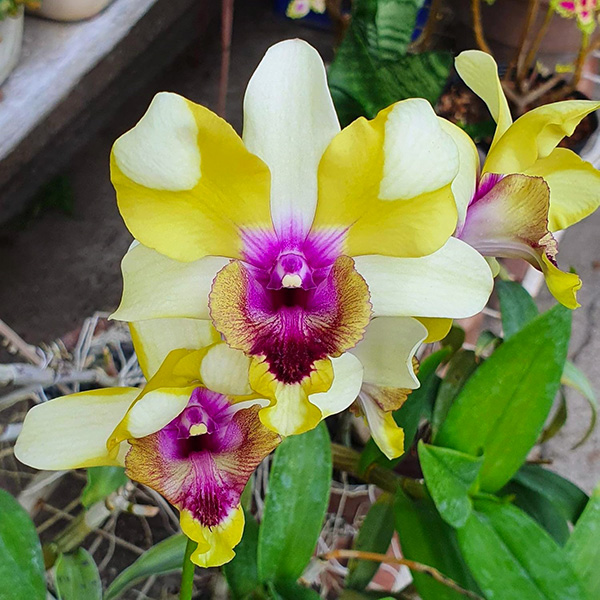 Dendrobium Star '#41'