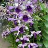 Dendrobium Serene Chang