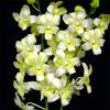 Dendrobium Green 'Three Lips'