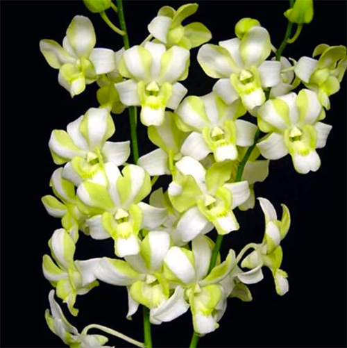 Dendrobium Green 'Three Lips'