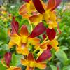 Dendrobium Morning Rabbit