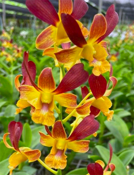 Dendrobium Morning Rabbit