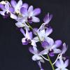 Dendrobium Aridang Blue