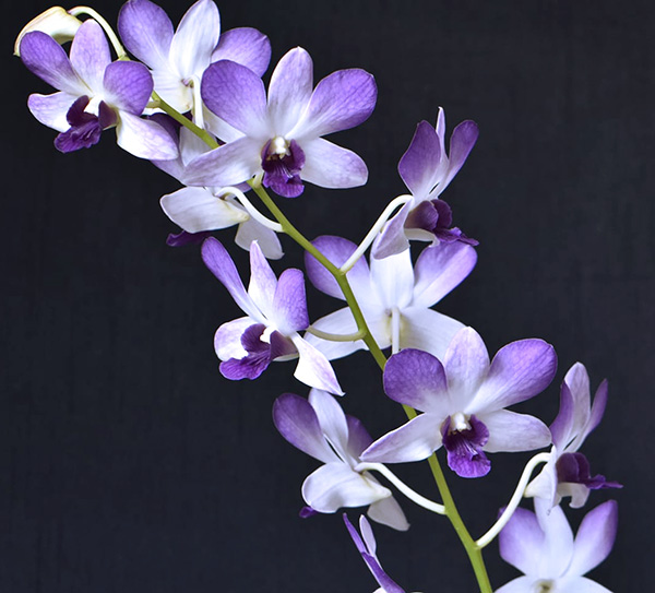 Dendrobium Aridang Blue